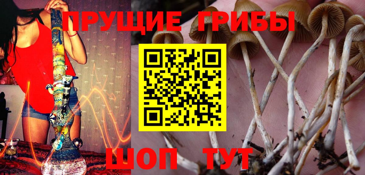 Елизово  Галлюциногенные грибы GOLDEN TEACHER  Вход с VPN 